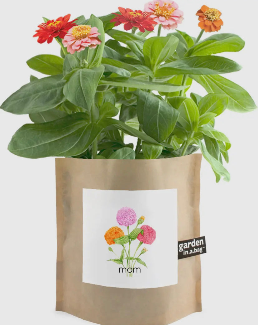 Zinnia Flowers in a Bag