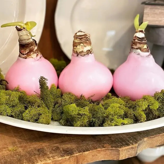 Pink Wax Amaryllis Bulb