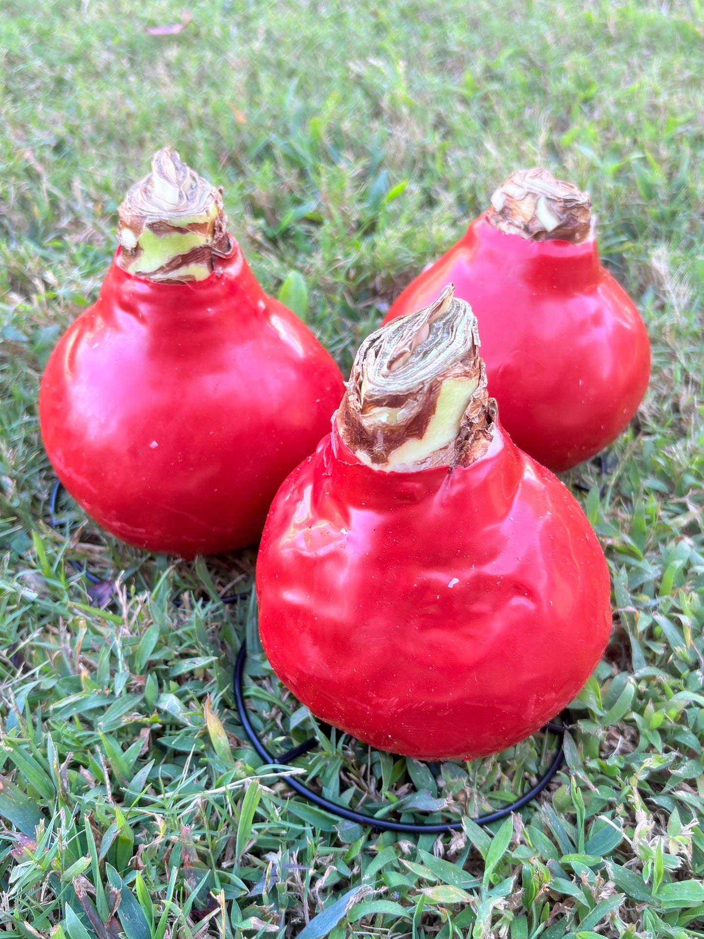 Amaryllis Bulbs