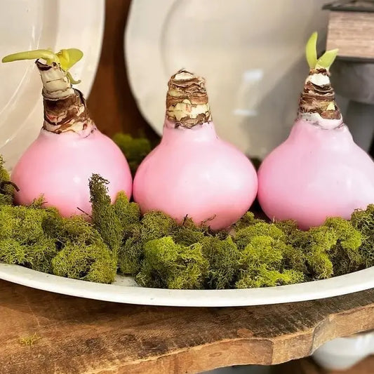 Pink Wax Amaryllis Bulb
